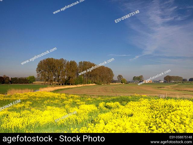 Landscape with rapeseed close to the Bakkerskil fortrees near the Dutch village Werkendam