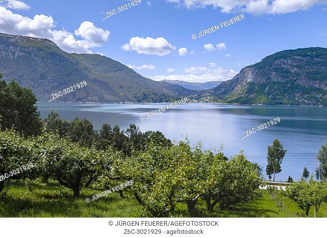 Orchard at the shore of Ornes, Norway, Lustrafjorden from above, Sognefjorden