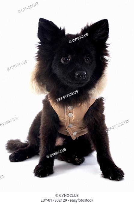 dressed puppy spitz in front of white background
