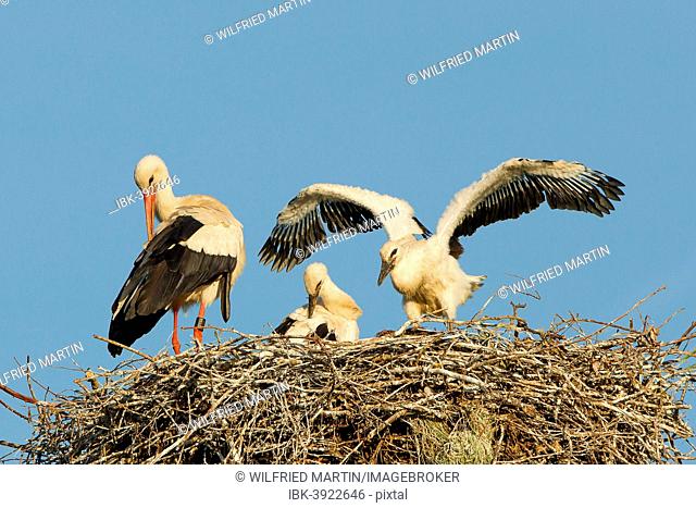White Stork (Ciconia ciconia), adult bird with two chicks on the nest, North Hesse, Kassel