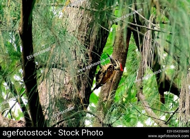 Pileated woodpecker, most striking forest birds with size of a crow, black with bold white stripes down the neck and a flaming-red crest in search prey