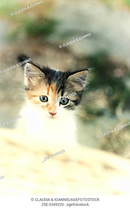 Faded portrait of a calico kitten outdoors