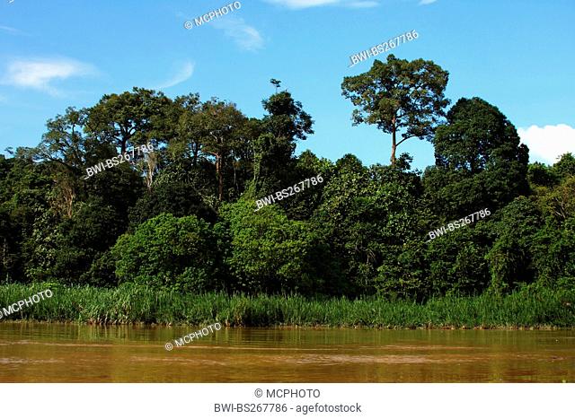 river Kinabatangan seamed by tropical rain forest, Malaysia, Sabah, Sungai Kinabatangan, Borneo