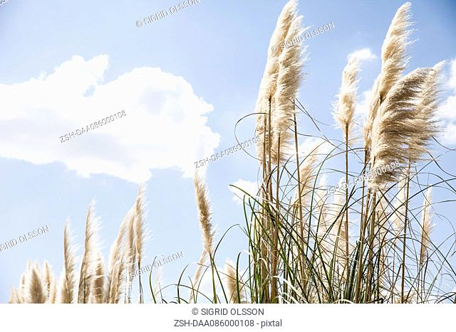 Tall grass against blue sky dotted with clouds