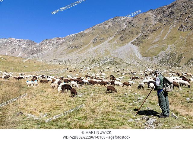Transhumance - the great sheep trek across the main alpine crest in the Oetztal Alps between South Tyrol, Italy, and North Tyrol, Austria