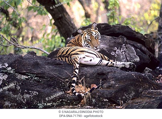 Tiger taking rest Panthera tigris  , Bandhavgarh National Park , Madhya Pradesh , India