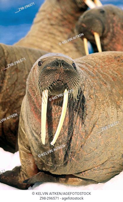 Atlantic walrus (Odobenus rosmarus rosmarus). Arctic and Subarctic waters
