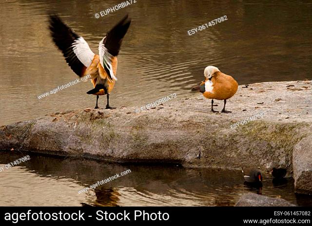 Pair of ruddy shelducks Tadorna ferruginea and Eurasian common moorhen with one of its chicks in the foreground. La Gomera. Canary Islands. Spain