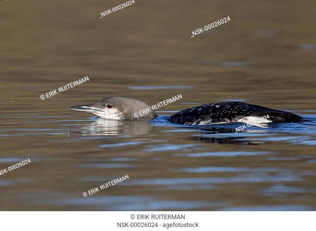 Black-throated Loon (Gavia arctica) swimming with a threatening attitude, The Netherlands, Noord-holland