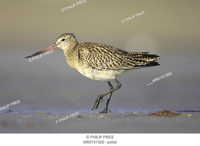 Bar-Tailed Godwit Limosa lapponica walking while foraging for food on beach, front foot up Gott Bay, Argyll, Scotland, UK