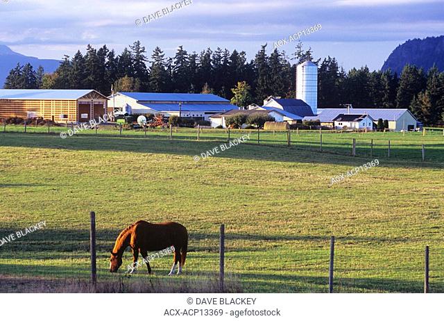 Horse grazing along fenceline in pasture, Cowichan Bay, Vancouver Island, British Columbia, Canada