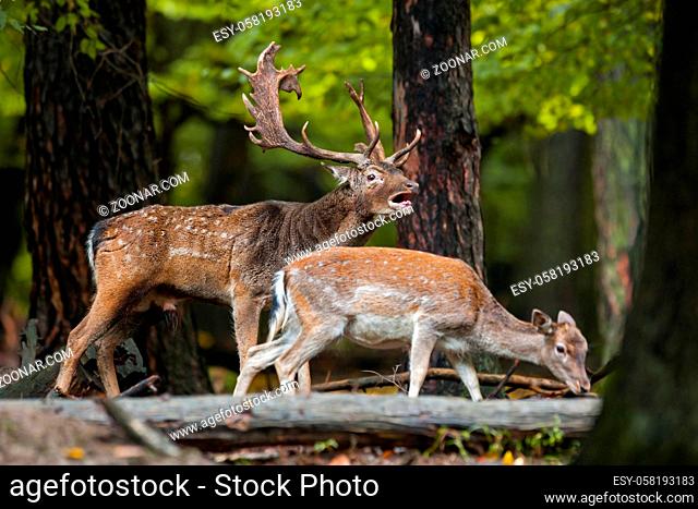Couple of mammal fallow deer, dama dama, roaring with sniffing in the forest in the mating season. The male from the pair drive away enemy with female walking...