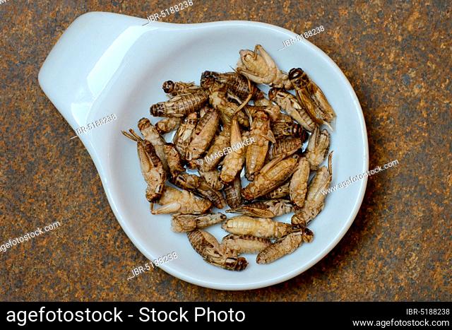 Dried crickets in shell, Acheta domesticus