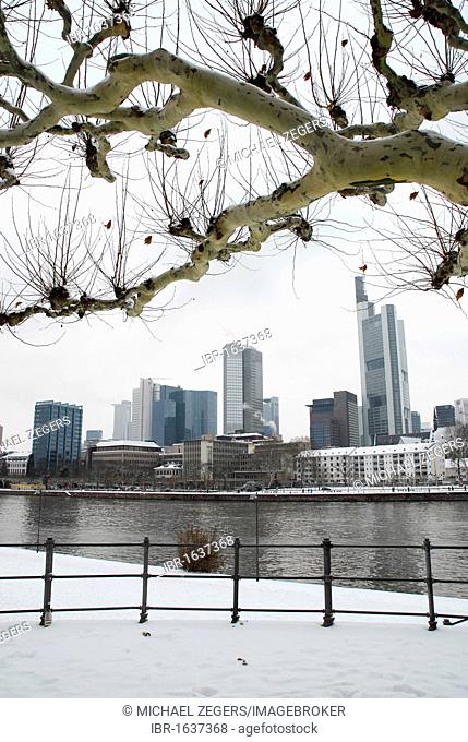 The grey skyline of the financial district and a tree, winter in Frankfurt am Main, Hesse, Germany, Europe