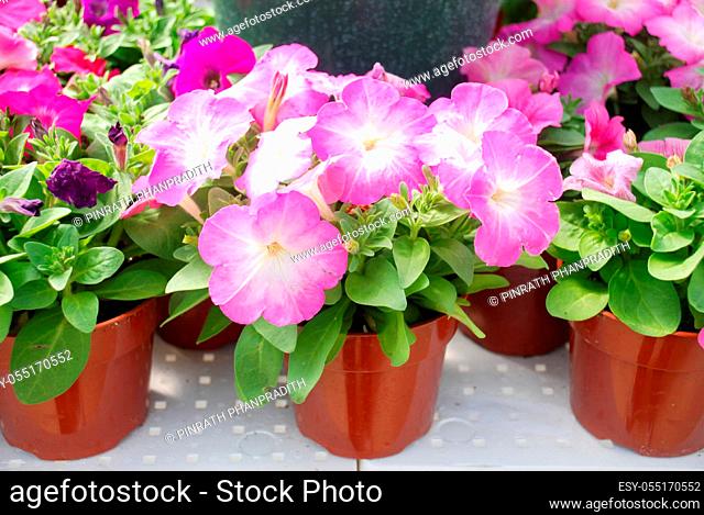 Petunia , Petunias in the tray, Petunia in the pot, Mixed color petunia, pink shade