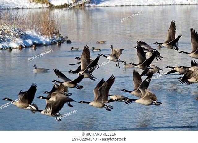 Canada Geese Taking to Flight from a Winter Lake