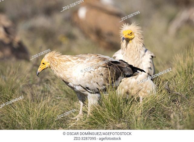 Egyptian vulture (Neophron percnopterus) looking for food. Pre-Pyrenees. Lleida province. Catalonia. Spain. Endangered species