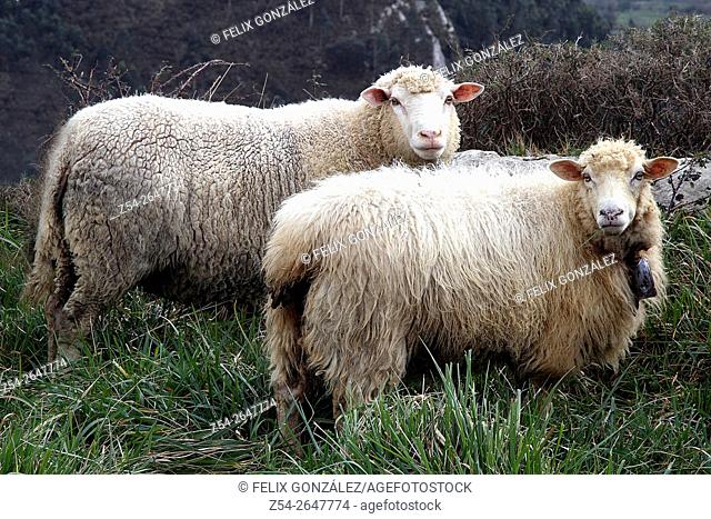 Sheep, Spain