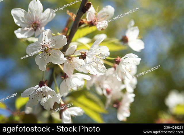 Fleurs de cerisier au stade de l'eclosion, Departement d'Eure-et-Loir, region Centre-Val-de-Loire, France, Europe / Cherry blossoms at the eclosion stage
