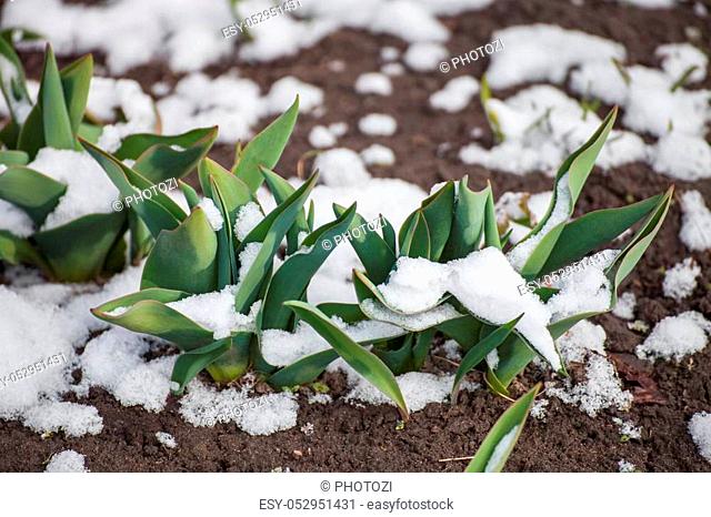 Green leaves of tulips growing out of the snow in early spring