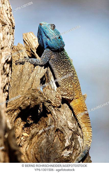 male Southern Tree Agama, Acanthocercus atricollis, sitting on tree trunk, Pilanesberg National Park, South Africa