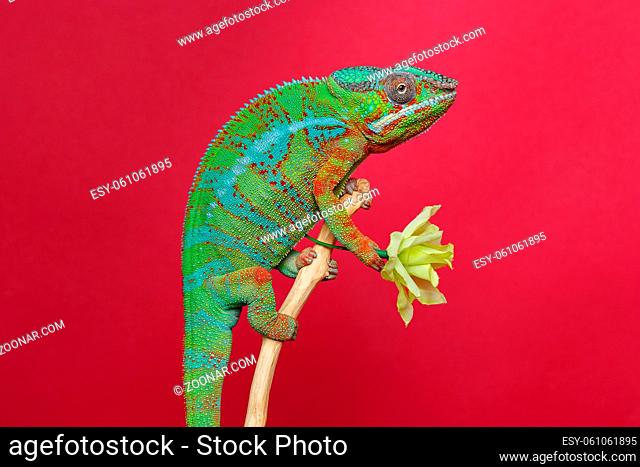 alive chameleon reptile sitting on branch holding flower. studio shot over red background. copy space