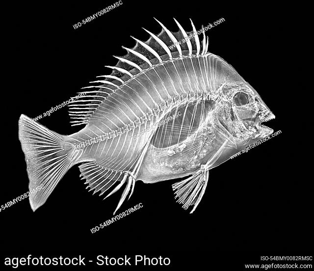Inverted image of sheephead fish