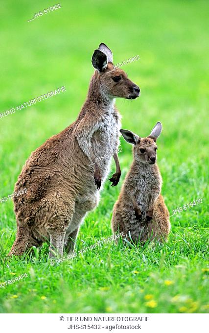 Kangaroo Island Kangaroo, (Macropus fuliginosus fuliginosus), mother with young, South Australia, Australia