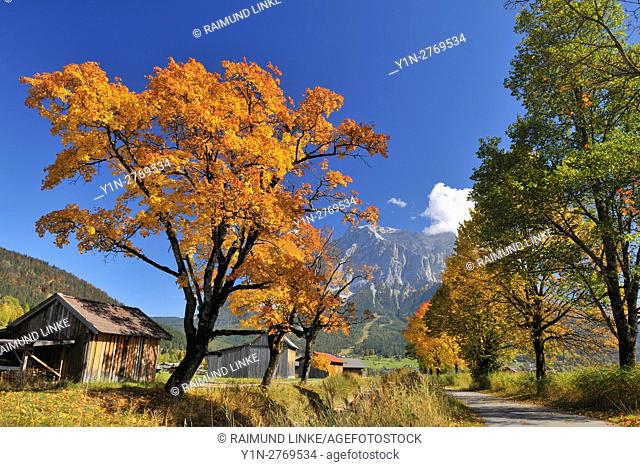 Colorful sycamore trees and barn on path in autumn, Lermoss, Reutte District, Tyrol, Austria