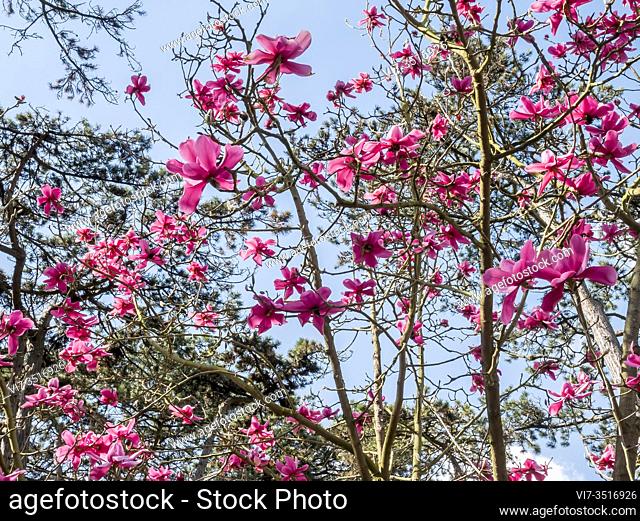Magnolia acuminata 'Charles Raffill'