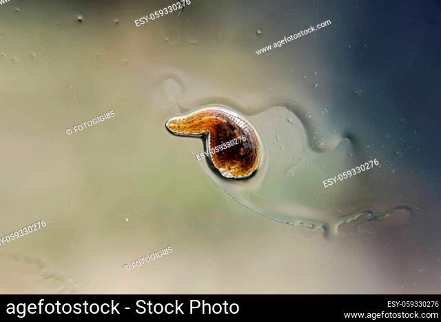 Leech on the glass. Bloodsucking animal. subclass of ringworms from the belt-type class. Hirudotherapy