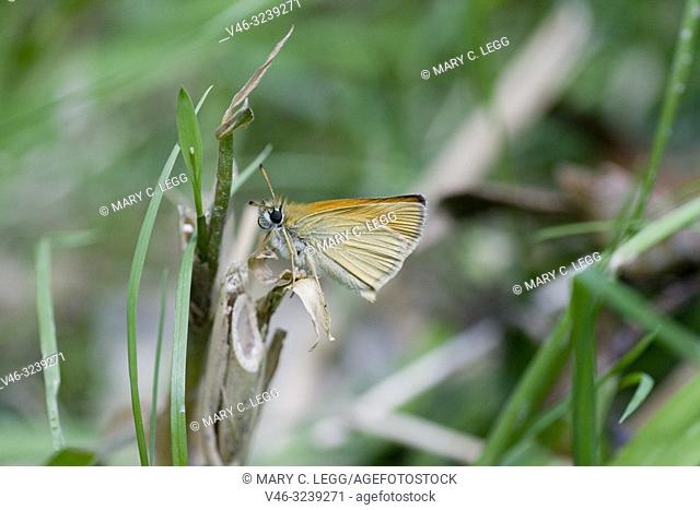 Essex Skipper, Thymelicus lineola. Small orange skipper that is distinguished by black undertips of the antennae. Wingspread: 26 - 30mm