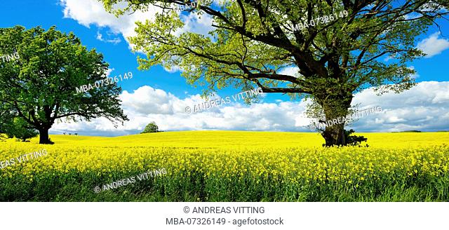 Solitary oak trees, flowering rape field, cultural landscape, Saxony-Anhalt, Germany