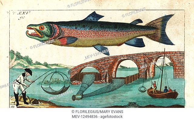 Silver or Atlantic salmon, Salmo salar, male, and methods of catching salmon with nets under a bridge. Handcolored copperplate engraving after Jacob Nilson from...