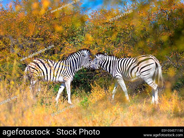 Beautiful stripped zebra head in african bush. Khama Rhino Sanctuary reservation, Botswana safari wildlife. Wild animal in the nature habitat