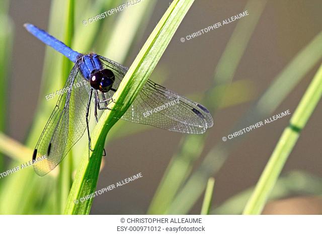 Blue Dragonfly on a blade of grass