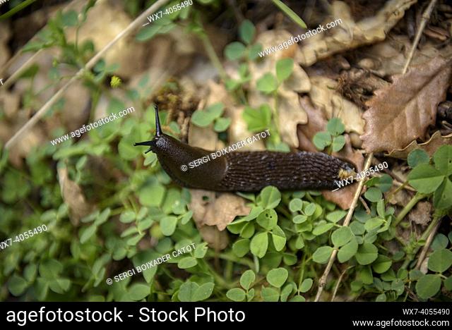 A slug near Bastanist Sanctuary (Cerdanya, Catalonia, Spain, Pyrenees)