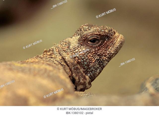 Spiny-tailed lizard (Uromastyx ocellata)