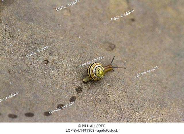 England, North Yorkshire, Robin Hoods Bay. A snail leaves footprints as it crawls over a paving stone