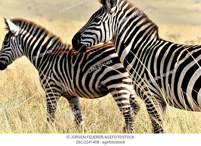 Zebras, Equus burchelli, in Masai Mara, Kenya