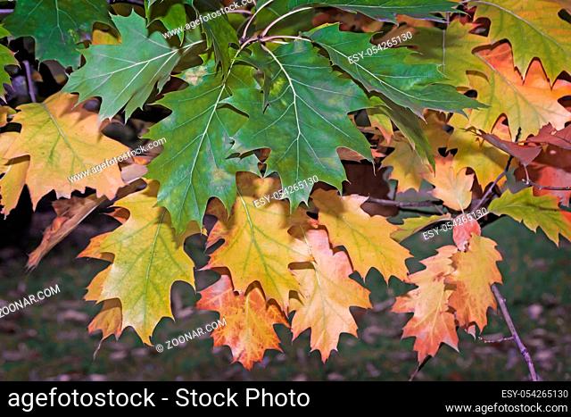 On the branch of an oak tree beautiful yellow autumn leaves , close still green leaves