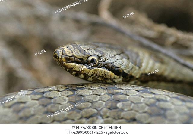 Smooth Snake Coronella austriaca Close-up of head - Dorset, England - May