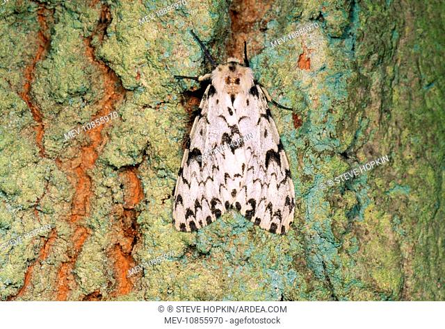 Black Arches Moth - on Oak tree (Lymantria monarcha)