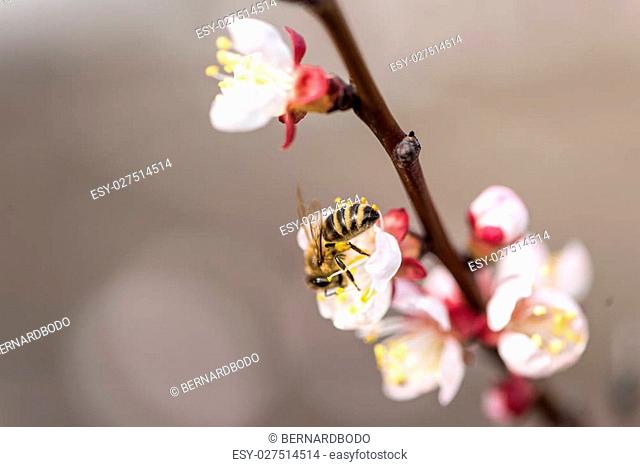 The bee collects nectar on the peach blossom, white flowers, macro shot, selective focus, soft focus with narrow depth of field