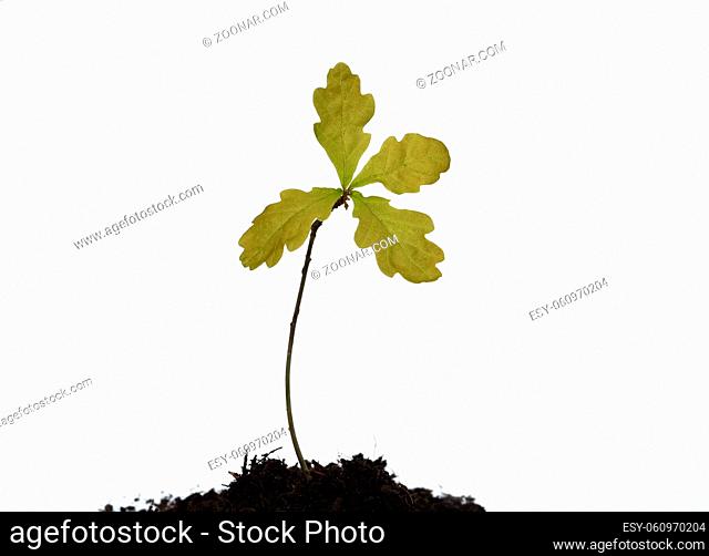 Eichensproessling, Eichenspross, Quercus, Robur