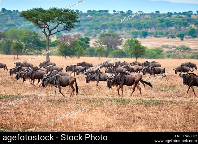 white wildebeest (Connochaetes mearnsi) on great migration through Serengeti National Park, Tanzania, Africa|blue wildebeest (Connochaetes mearnsi) on great...