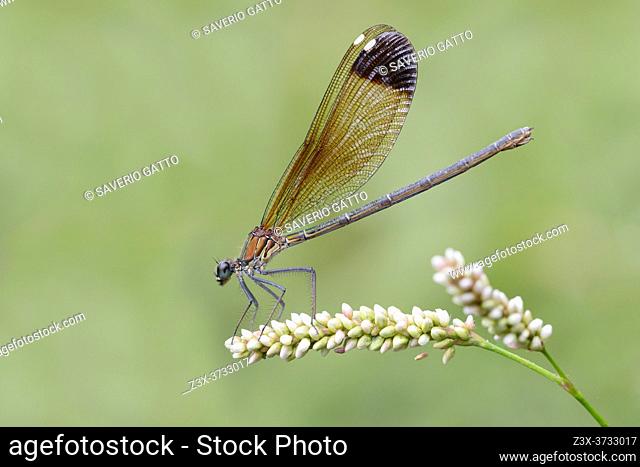 Copper Demoiselle (Calopteryx splendens), side view of an adult female perched on a plant, Campania, Italy
