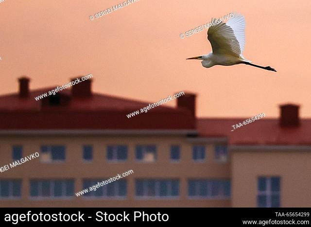 RUSSIA, REPUBLIC OF CRIMEA - DECEMBER 11, 2023: A great white egret flies past an apartment building. Sergei Malgavko/TASS