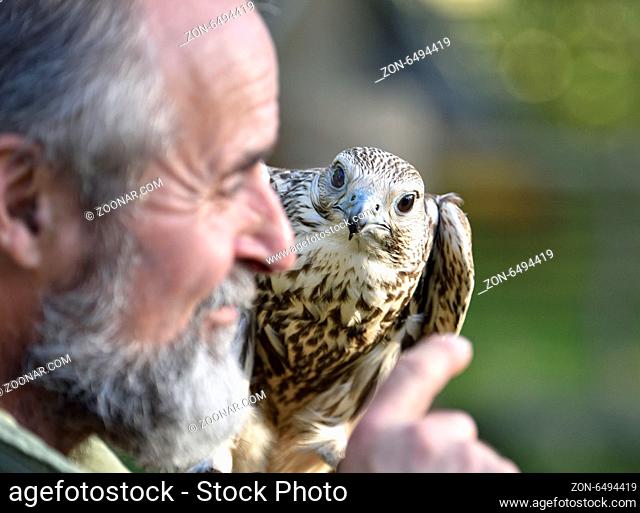 Falconer with Saker Falcon (falco cherrug)