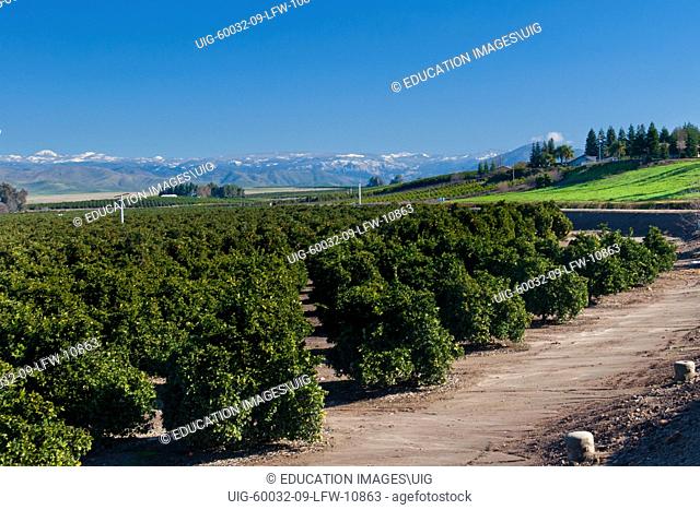 citrus grove in the central valley of California in winter, Sierra Nevada mountains in background